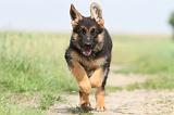 BERGER ALLEMAND 758